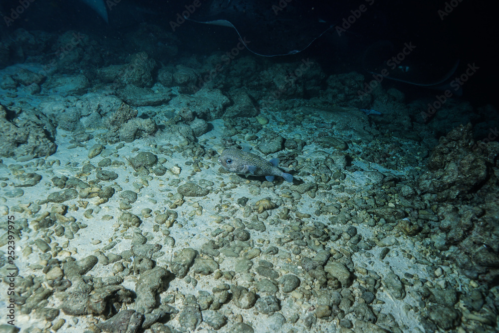 Fototapeta premium Stingray city at the Maldives