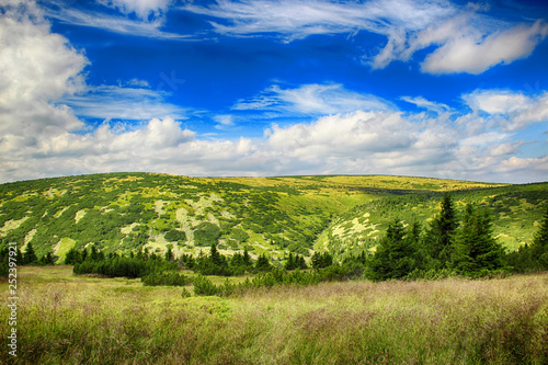 Moss in Giant mountains in National park in Czech republic. photo