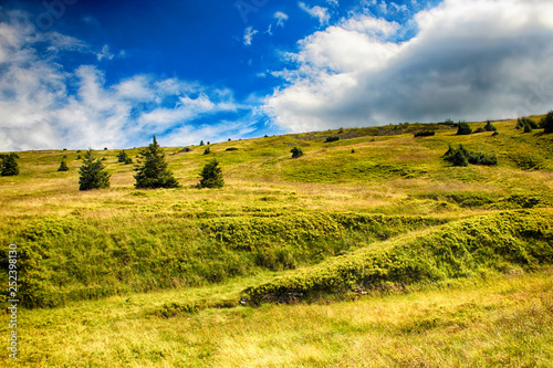 Moss in Giant mountains in National park in Czech republic. photo