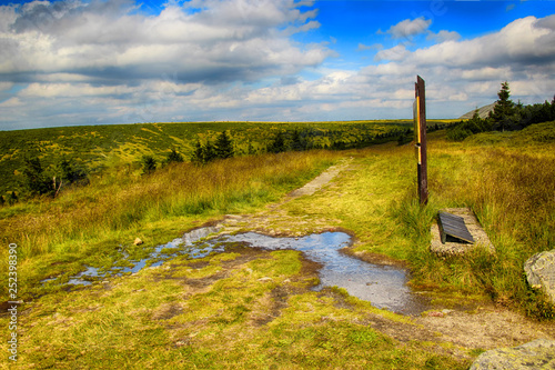 Moss in Giant mountains in National park in Czech republic. photo