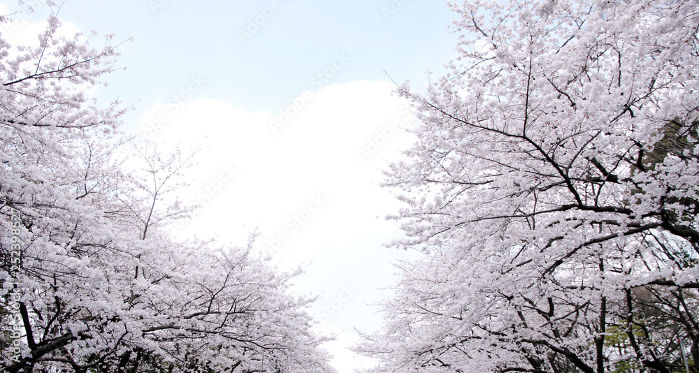 Japanese cherry blossom trees, sakura in sky Japanese cherry blossom trees, sakura in sky
