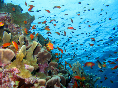 Niesamowity podwodny świat Morza Czerwonego.