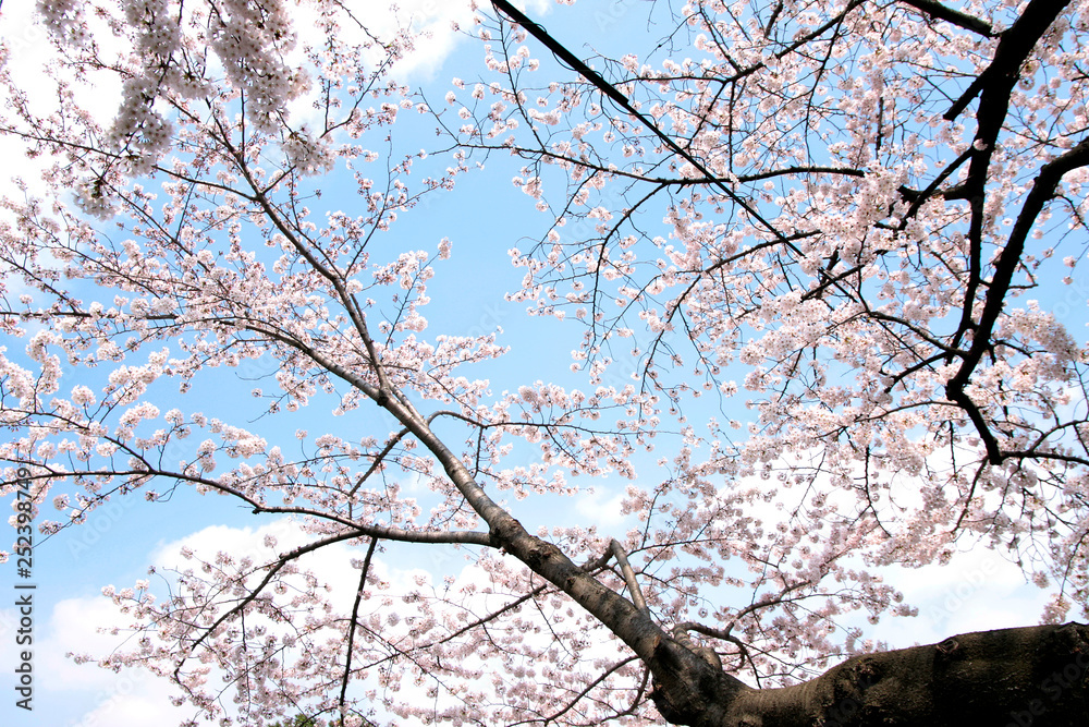Japanese cherry blossom trees, sakura in sky Japanese cherry blossom trees, sakura in sky