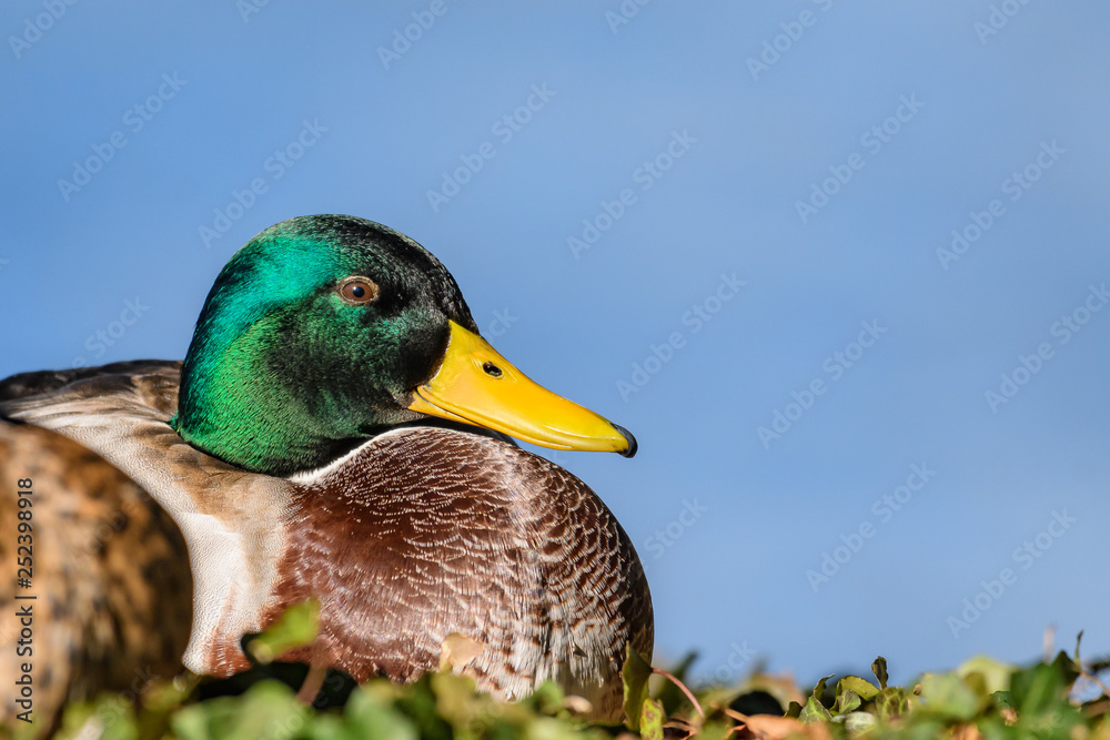 Obraz premium Entenportrait