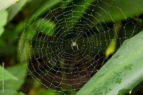 Spider with web orb against green background, Maharashtra, India.