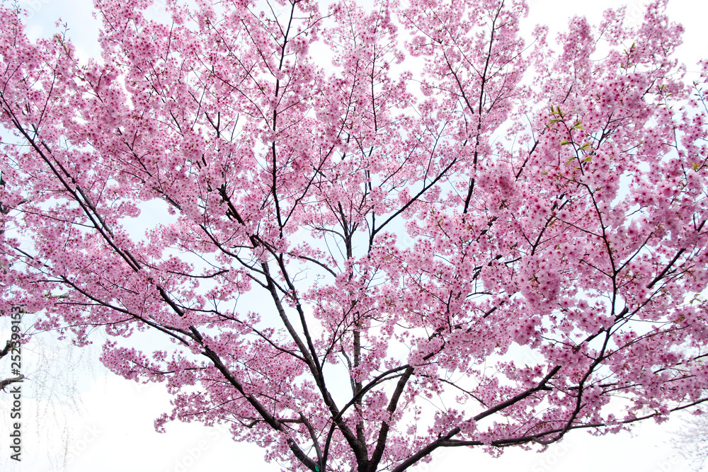 Japanese cherry blossom tree, sakura Japanese cherry blossom tree, sakura