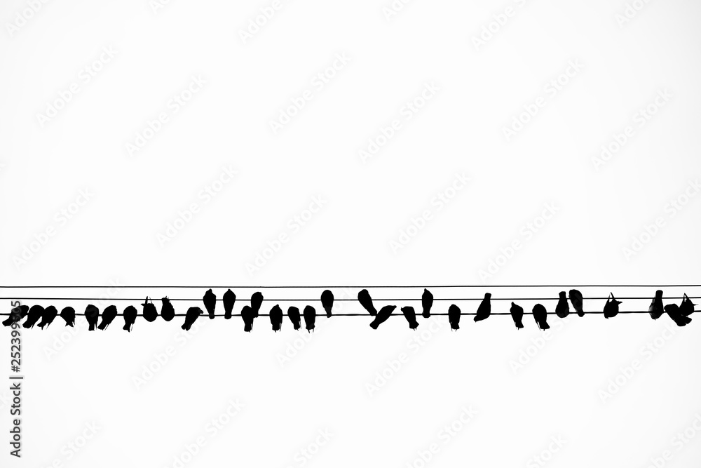 silhouette of a flock of birds sitting on the wires on a white background. birds are like notes. birds in the city.