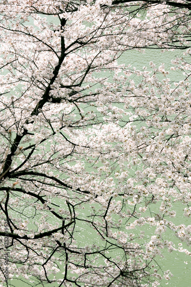 Japanese cherry blossom trees, sakura view Japanese cherry blossom trees, sakura view