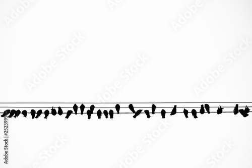 Obraz na płótnie silhouette of a flock of birds sitting on the wires on a white background. birds are like notes. birds in the city. w salonie