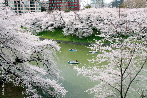 Japanese cherry blossom trees  sakura view