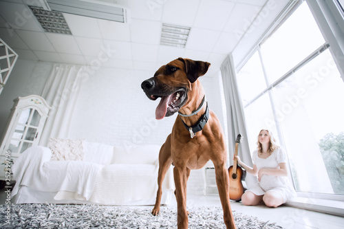 cute dog breed Rhodesian Ridgeback standing in a cozy living room