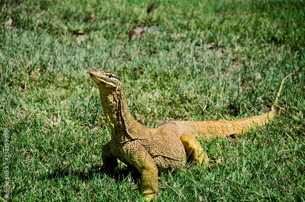 A Bungarra or Moniter lizard comes up close A Bungarra or Moniter lizard comes up close