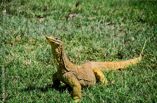 A Bungarra or Moniter lizard comes up close photo