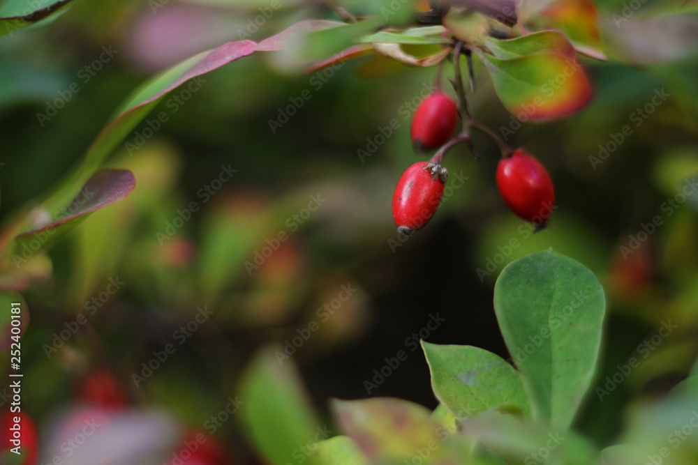 red berries on a tree branch