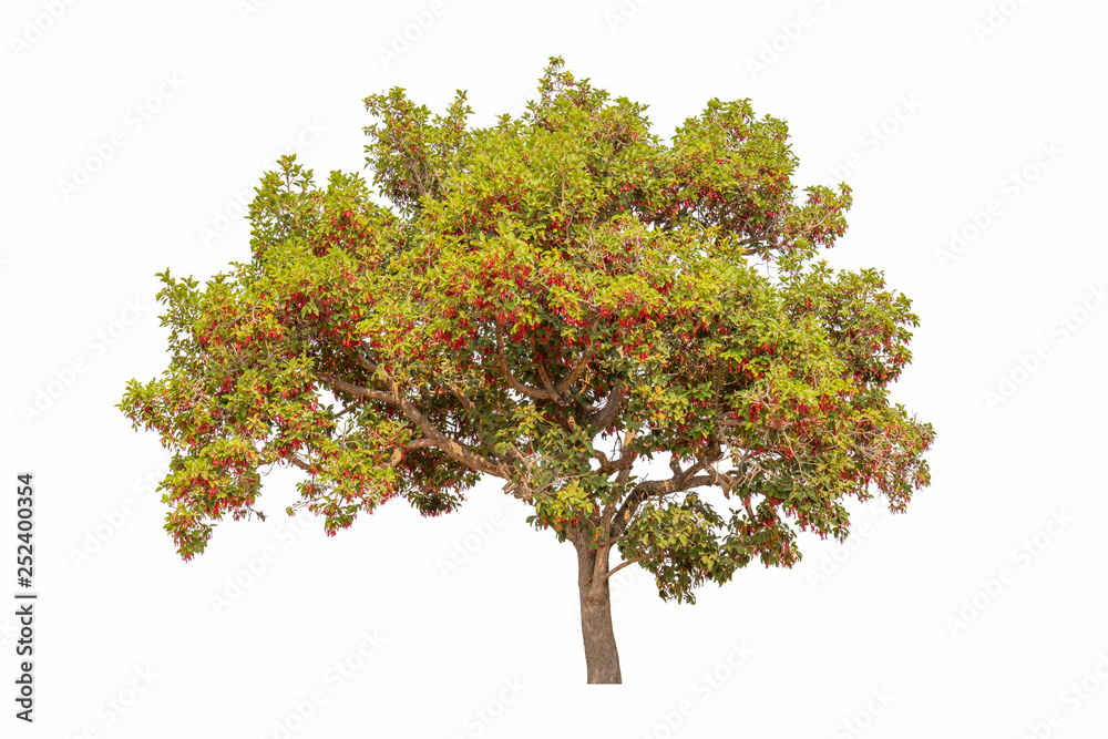 Single colorful tree with clipping path on white background Single colorful tree with clipping path on white background