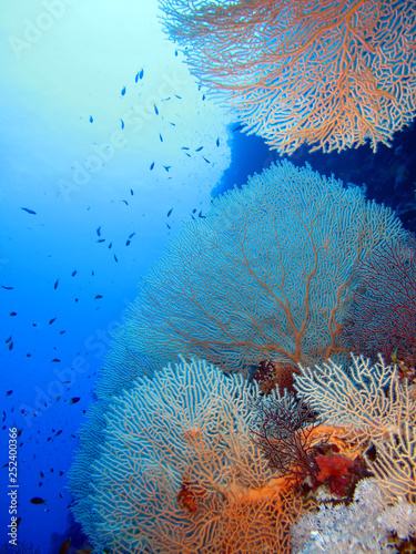Fototapeta Naklejka Na Ścianę i Meble -  The amazing underwater world of the Red Sea.