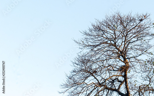 Bare leafless dry dead branches isolated from background.