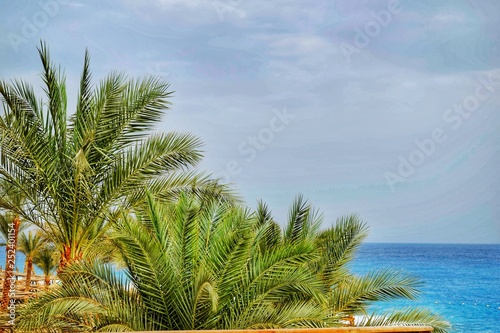 Fototapeta Naklejka Na Ścianę i Meble -  View of the beach and the sea. In the foreground of a palm tree