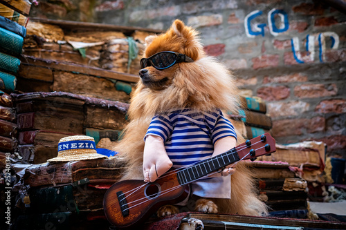 Dog masquerade as a rock star during the carnival of Venice