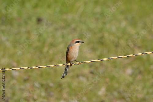 A wild bird "Bull-headed Shrike"