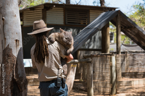 Wombat wird ins Tiergehege getragen photo