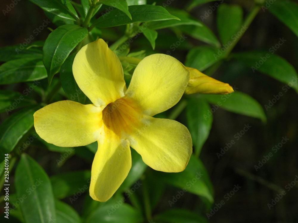 Fototapeta premium Tropical plant Allamanda cathartica with a yellow flower in Kochi Kerala.