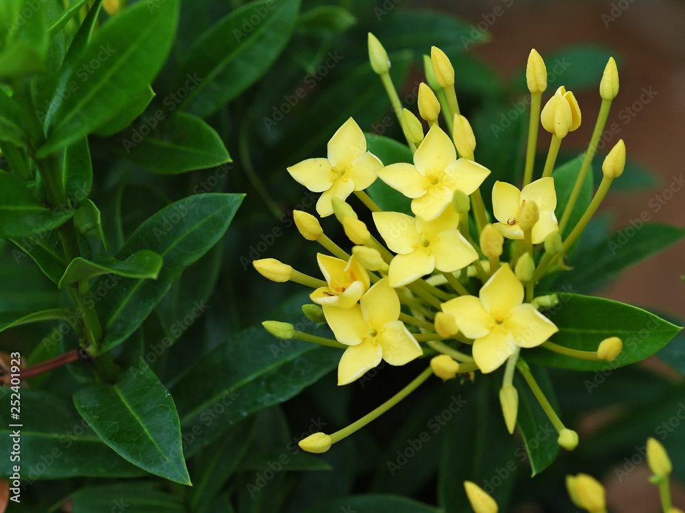Obraz premium Tropical plant Allamanda cathartica with a yellow flower in Kochi Kerala