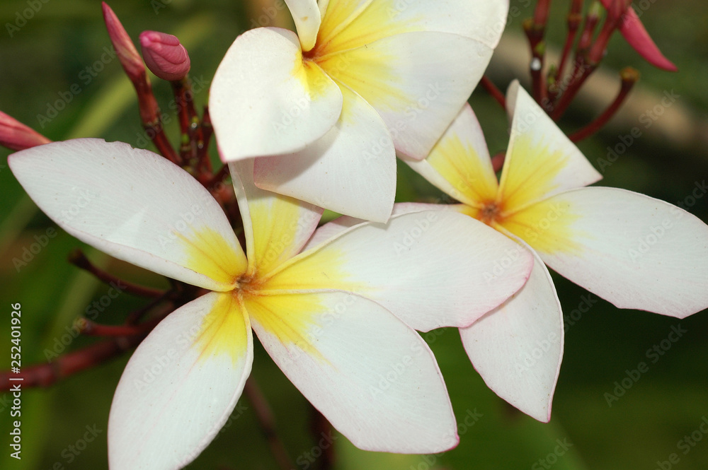 Tropical plant Plumeria with a white flower, India, Tamil Nadu Tropical plant Plumeria with a white flower, India, Tamil Nadu