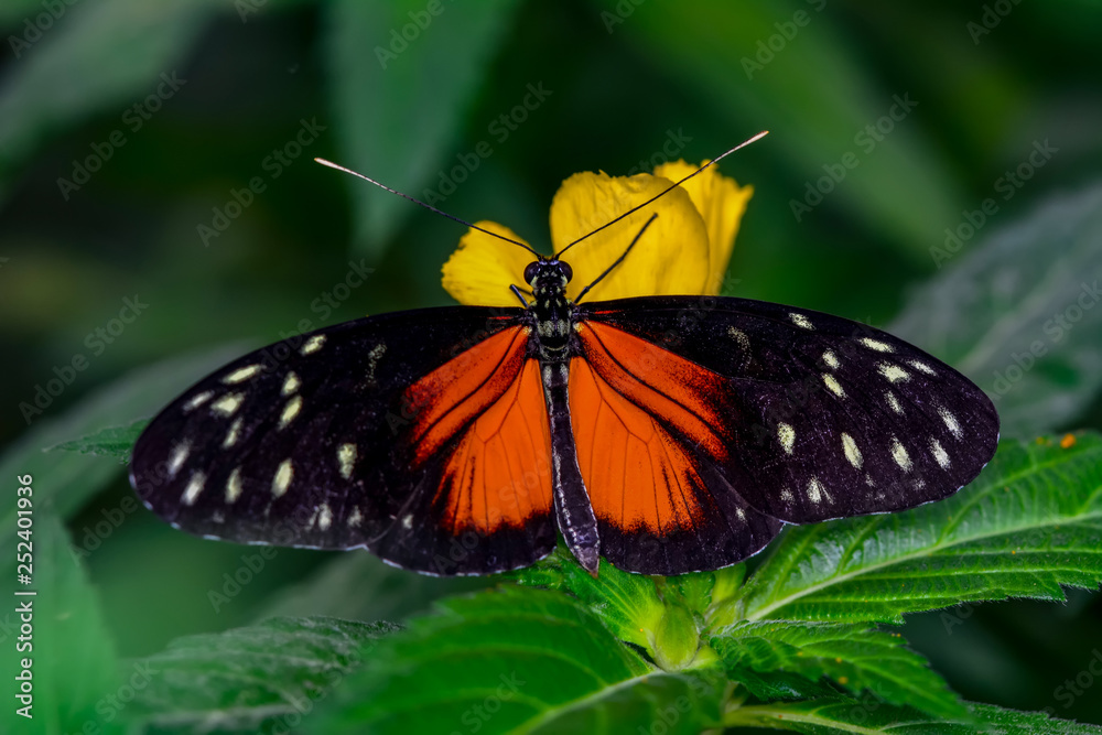Closeup beautiful butterfly sitting on flower. Closeup beautiful butterfly sitting on flower.