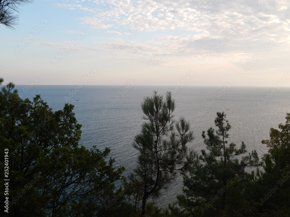 Landscape of the sea and the trees