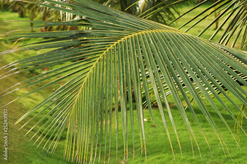 Coconut tree branch  India  Tamil nadu