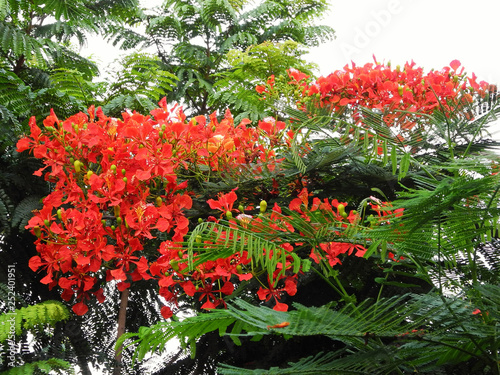 Tropical shrub  Caesalpinia brasiliensis  with red flowers and green leaves  India  Tamil nadu