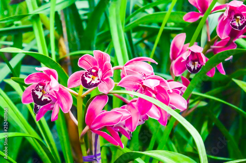 Gladiolus or Marsh gladiolus, also called 'sword lily', is a genus of perennial cormous flowering plants native to France, Switzerland, Germany, the Czech Republic, Slovakia and Poland. photo
