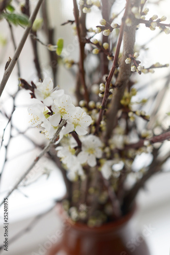 blooming cherry branches on the sill