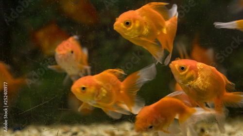 Goldfish in the water closet