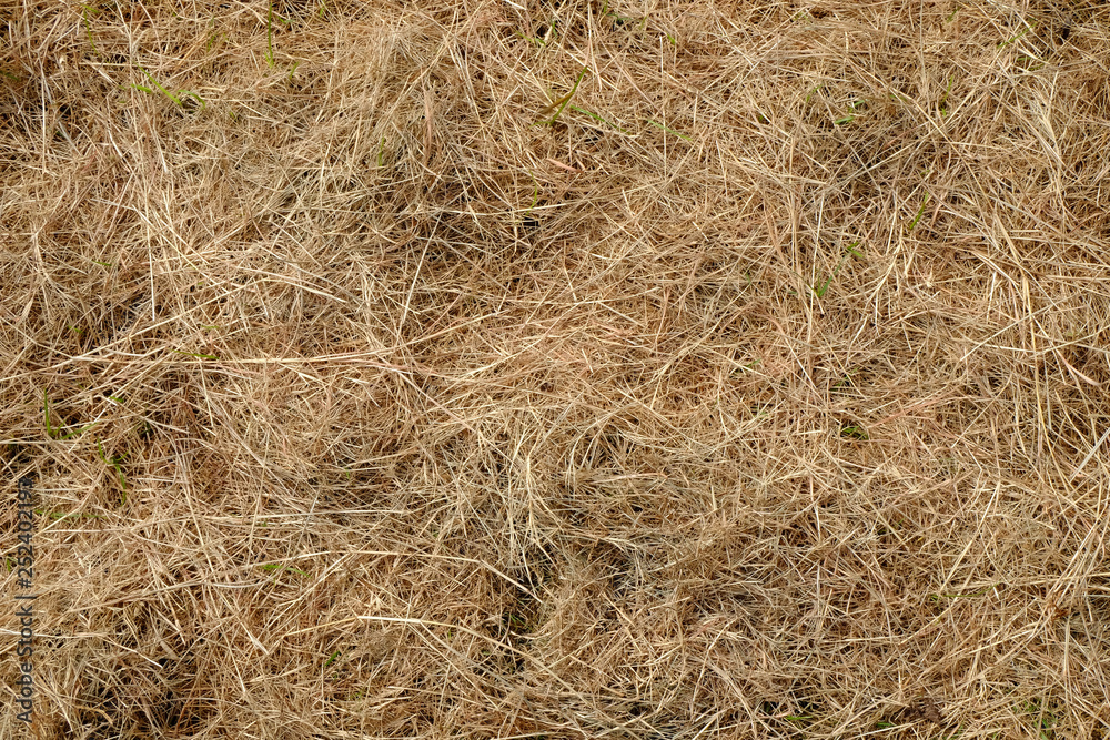 green grass and dry grass green grass and dry grass