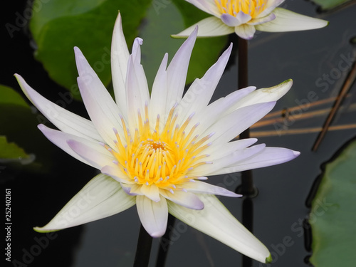 Sacred Lotus  Nelumbo nucifera   India  Tamil nadu