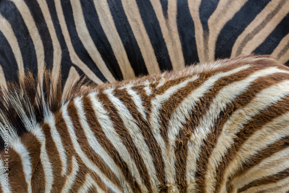Color and pattern of zebra skin. Stock Photo | Adobe Stock