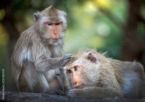 Family of monkeys in forest. © MrPreecha