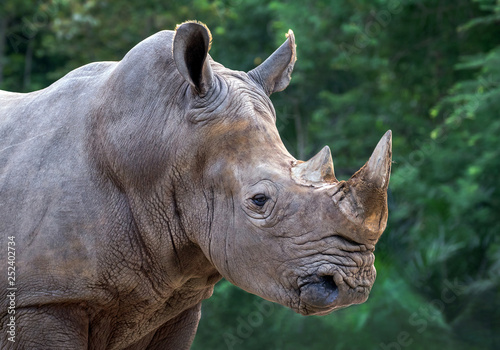 White rhinoceros in the wild natural atmosphere.