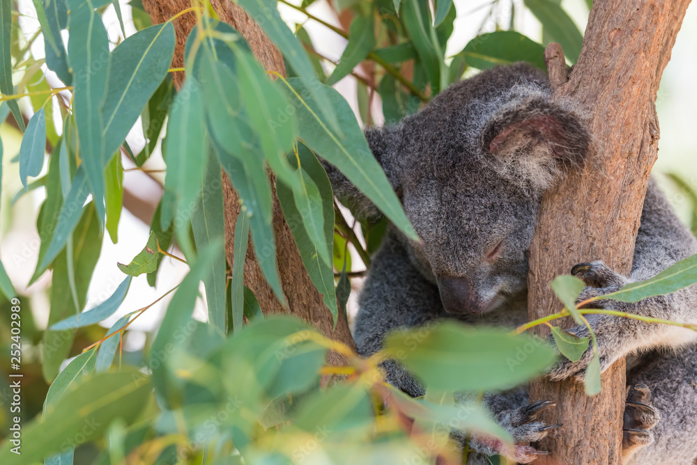 Fototapeta premium Koala schläft im Eucapytusbaum