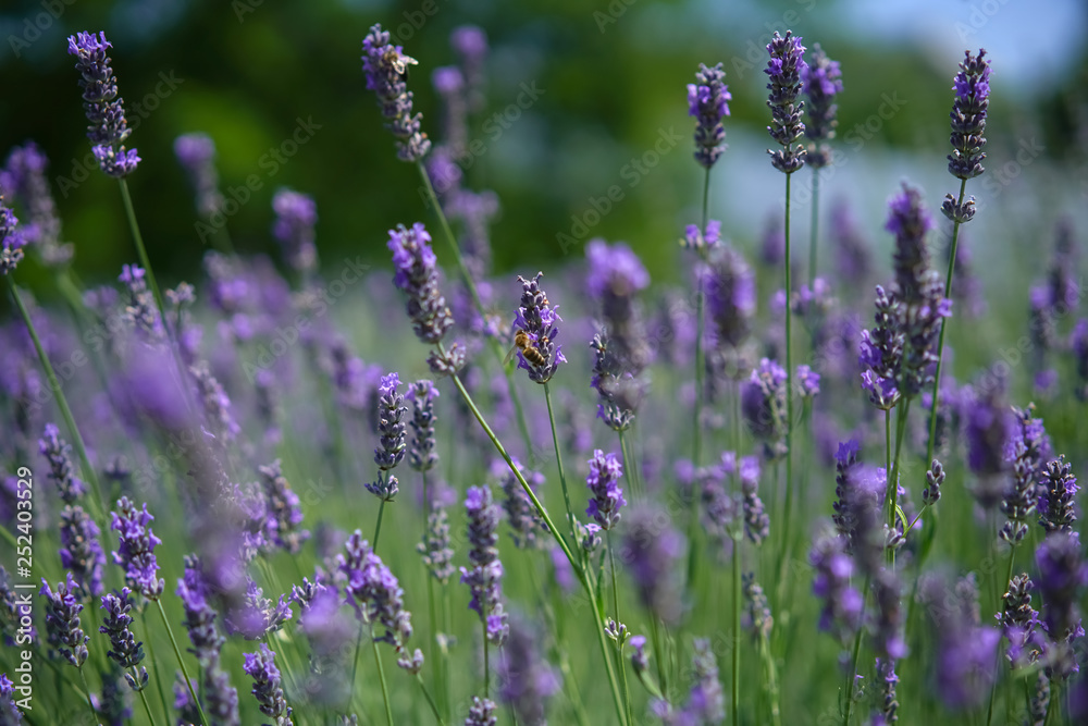 Fototapeta premium The bee collects honey among the beautiful flowers of lavender in spring.