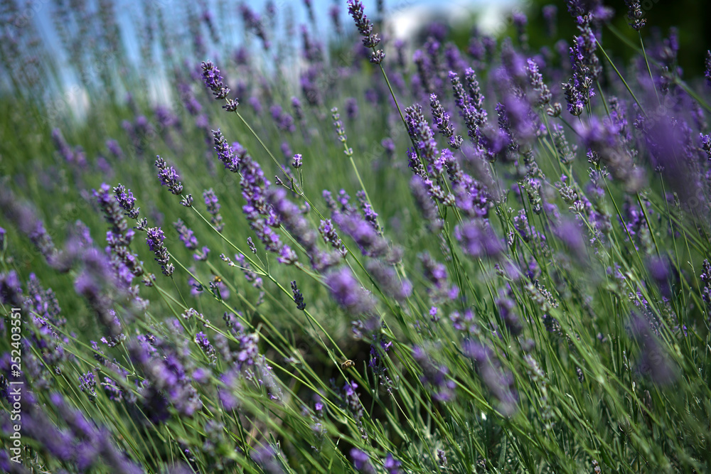 Fototapeta premium The bee collects honey among the beautiful flowers of lavender in spring.