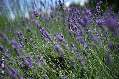 The bee collects honey among the beautiful flowers of lavender in spring.
