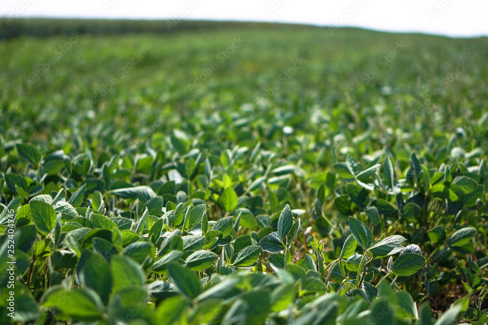 Soybean field at the beginning of summer. Drought and dehydrated plants. Vegetarian food soy. Stock background, photo Soybean field at the beginning of summer. Drought and dehydrated plants. Vegetarian food soy. Stock background, photo