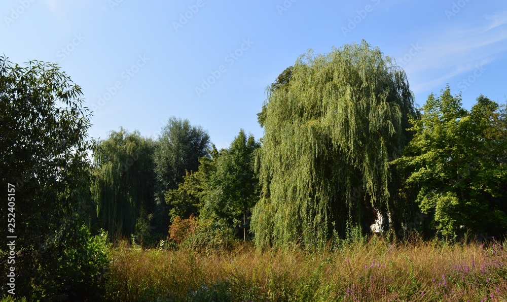 Sommer. Grünanlage im Stadtpark