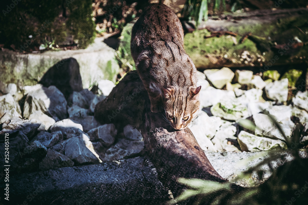 Chat rubigineux ou chat rougeâtre