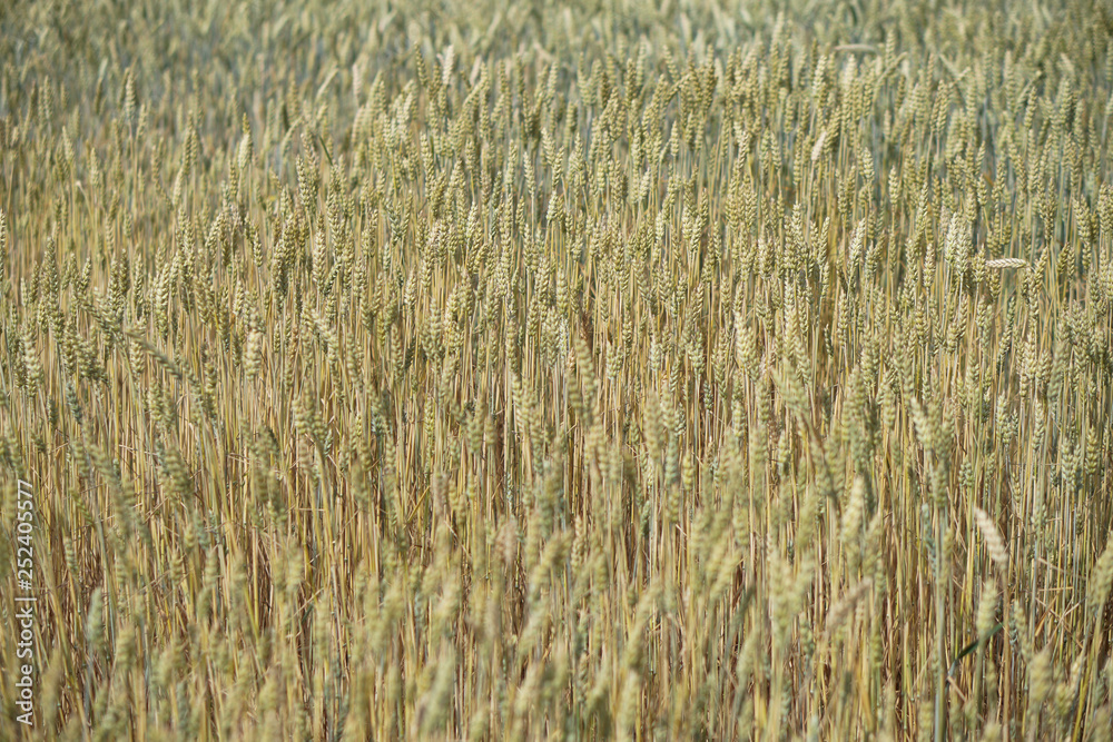 Farm garden sown wheat before maturation. farm field with a big harvest. Beautiful golden bread. Stock background, photo Farm garden sown wheat before maturation. farm field with a big harvest. Beautiful golden bread. Stock background, photo
