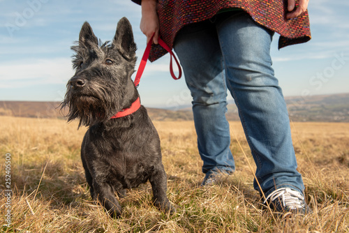 Scottish terrier on walk with owner  photo