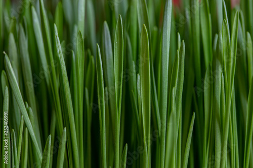 green wheat close up 